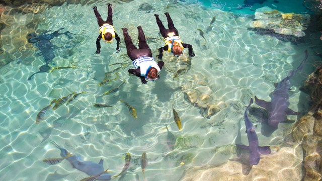 You can now swim with sharks at Discovery Cove