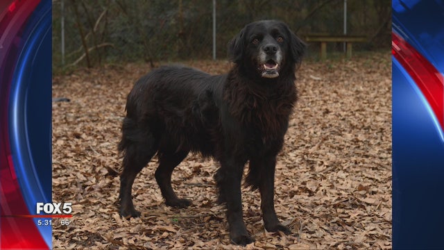 Kismet! A stray dog's incredible year-long journey to adoption