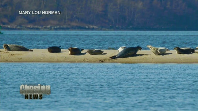 Seals sunbath at Jersey shore