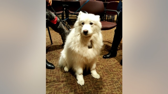Pet therapy day brings smiles to Saint Barnabas Medical Center patients, staff and visitors