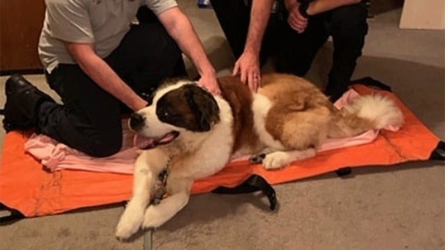 NJ police, EMS help move dog whose back legs gave out