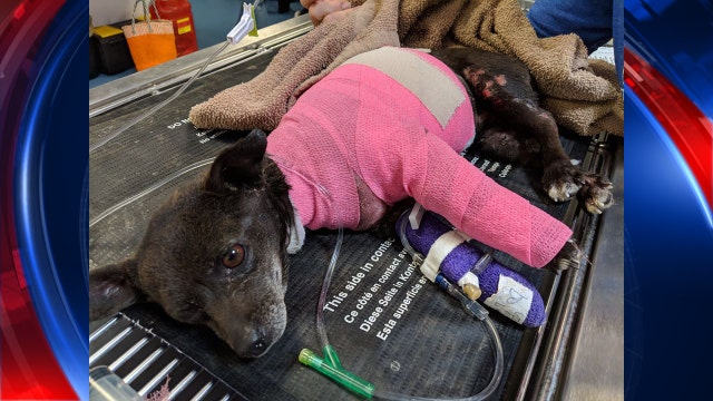 Dog dies after being set on fire by Tucson woman