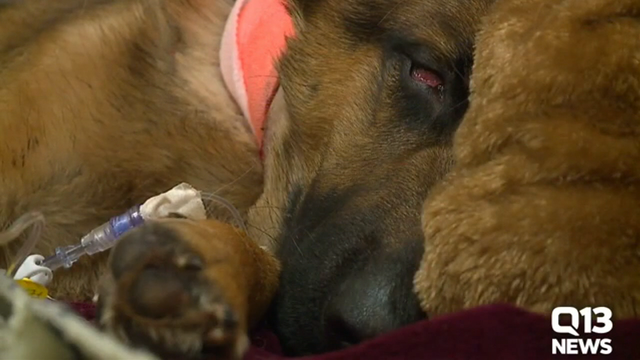 Hero dog protects teen from home intruders, survives gunshot wounds