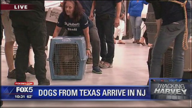 Texas shelter dogs brought to New Jersey