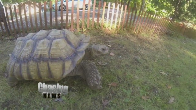 The return of Sully the tortoise