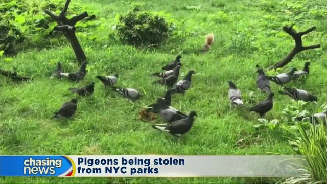 Thieves stealing pigeons from NYC parks