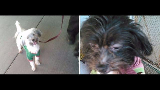 Dogs found in Turpin home need forever home