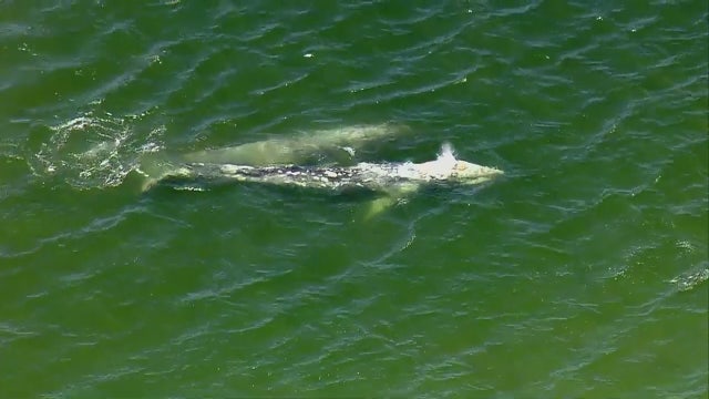 Two whales spotted off Seal Beach shore