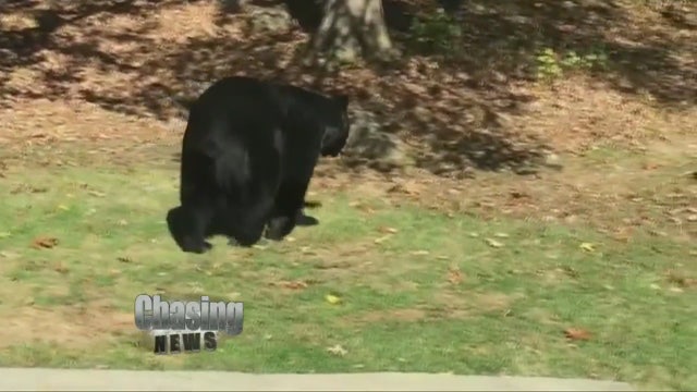 Four bears euthanized in New Jersey