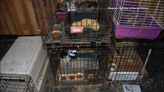 Dozens of caged cats abandoned in Fort Worth building