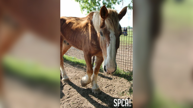 Dozens of starving horses rescued from Canton ‘sanctuary'