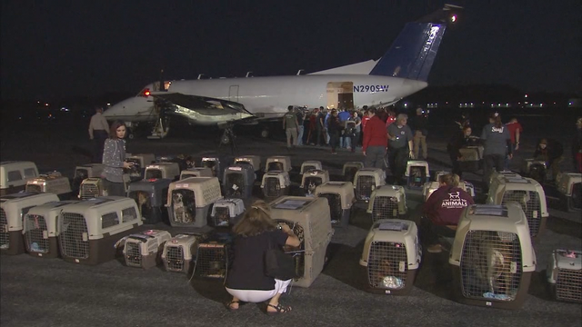 Animals rescued from Puerto Rico arrive in Georgia