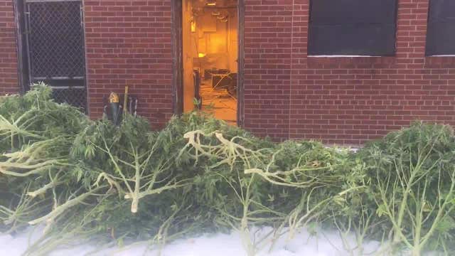VIDEO: Massive pot bust on Detroit's east side