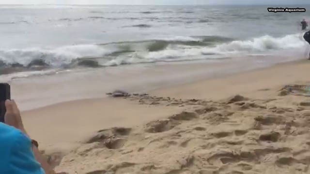 Virginia Aquarium releases rescued sea turtles