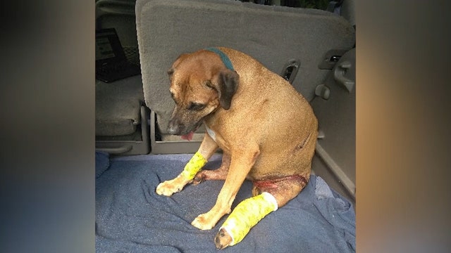Dog mauled by alligator in Ormond Beach