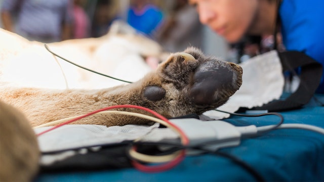 Injured Florida panther will become permanent resident at ZooTampa