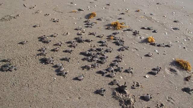 Watch for sea turtles during nesting season peak