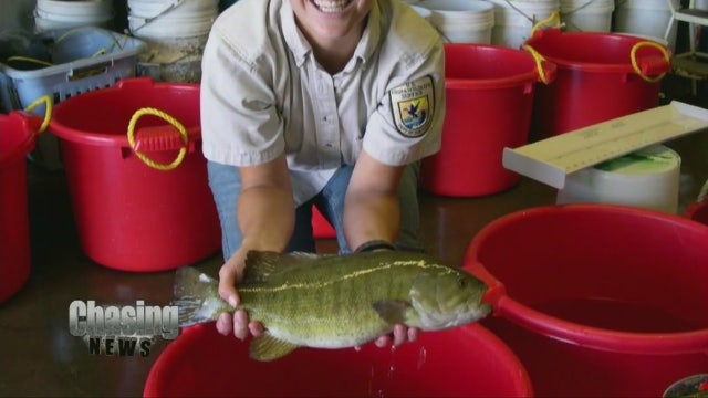 Intersex fish found in New Jersey waters