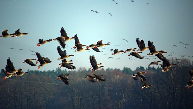Dead goose falls from sky, knocks hunter unconscious