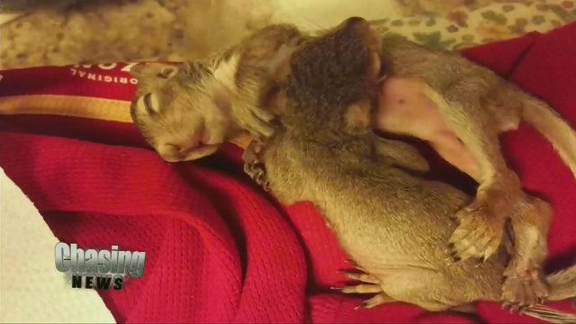 Woman charged after rescuing squirrels