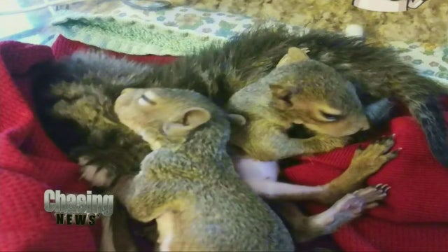 Woman goes to court for rescuing squirrels