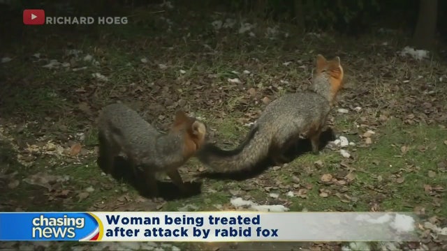Woman treated for rabies after fox attack