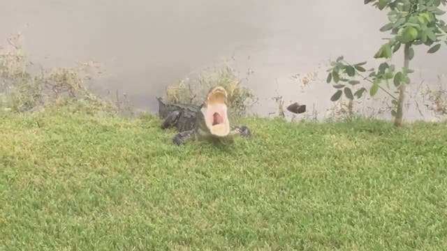 Tired alligator displays big yawn in Florida neighborhood
