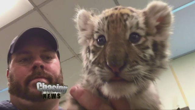 Lion and tiger at Six Flags