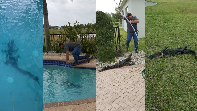 Trappers interrupt gator's leisurely swim at Florida pool