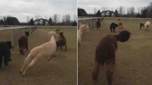 Finally outside, alpacas have the happiest day ever