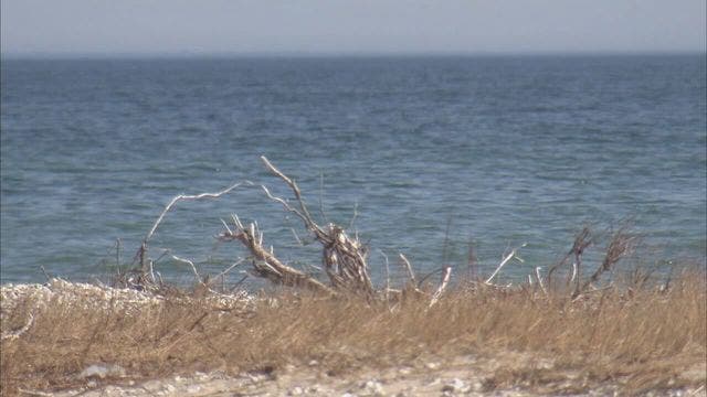 Police: 2 swimmers dead from drowning off Georgia coast