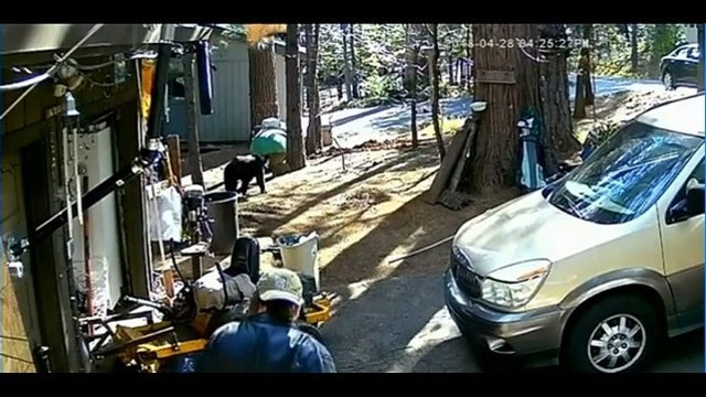 Bear plays hide and seek with man in front of Arnold home