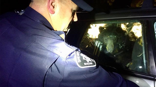 Colorado bear freed after accidentally locking itself inside car