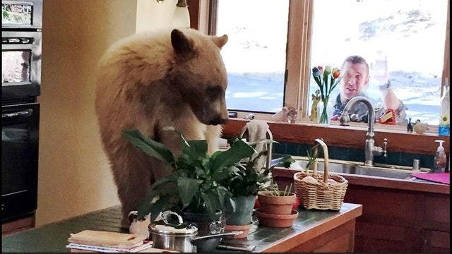 'Beary' hungry bear breaks into Tahoe home