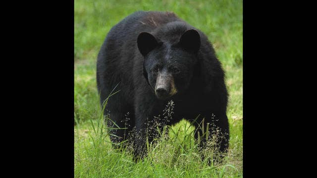 17 bears killed in New Jersey's extended black bear hunt