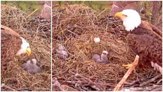 Berry College welcomes 2 new eaglets