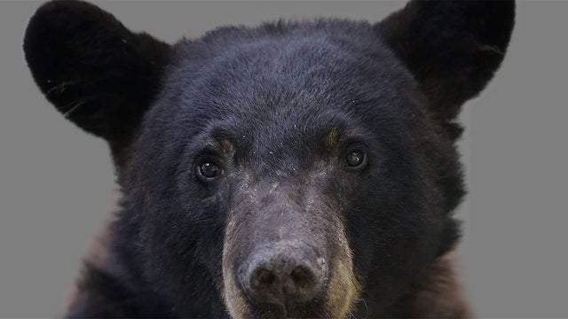 Police kill bear that was roaming in shore town