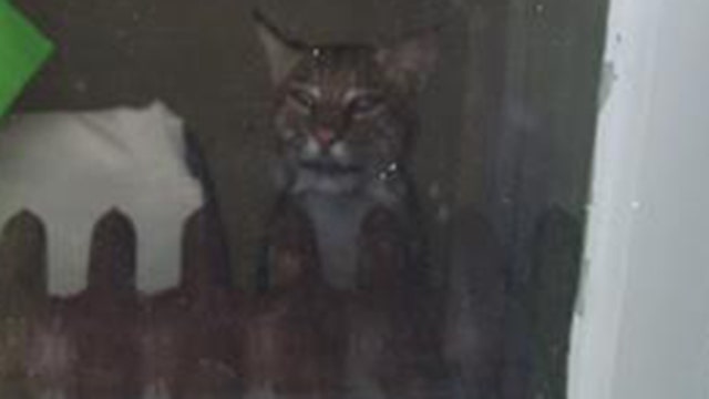 Bobcat found inside New Jersey home