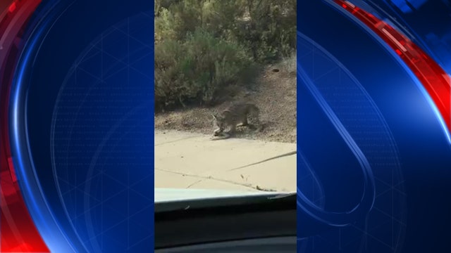 Video of a bobcat's fight with rattlesnake goes viral