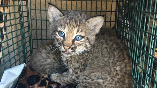 Rescuers bitten after mistaking bobcats for domestic kittens