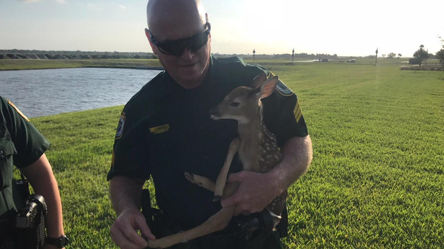 Hours-old fawn rescued after deputies rush to her assistance