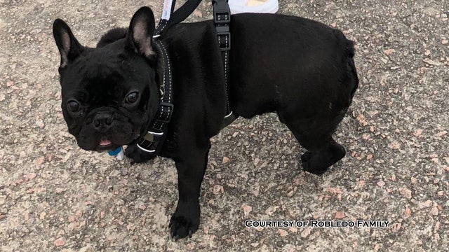 Family heartbroken by death of dog in jet's overhead bin