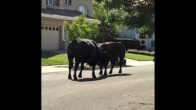 Bullfight brouhaha in Bay Area suburb, Fremont police respond