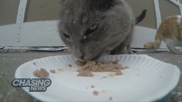 Is adopting a cat to hunt rats animal abuse?