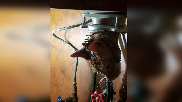 Chester County police rescue cat stuck in garbage disposal