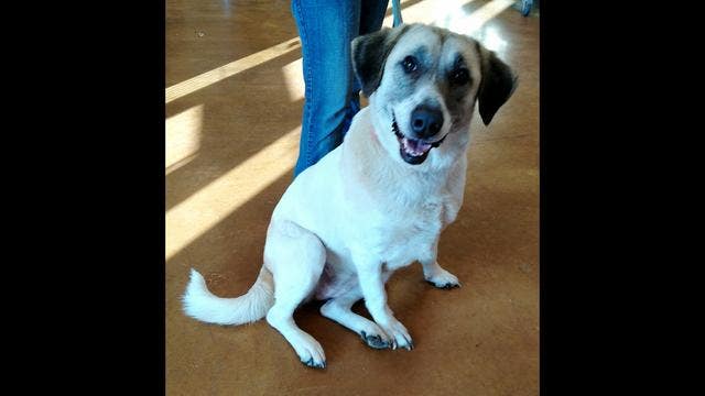 Loyal dog walks a total of 40 miles to return to family that gave her up after moving