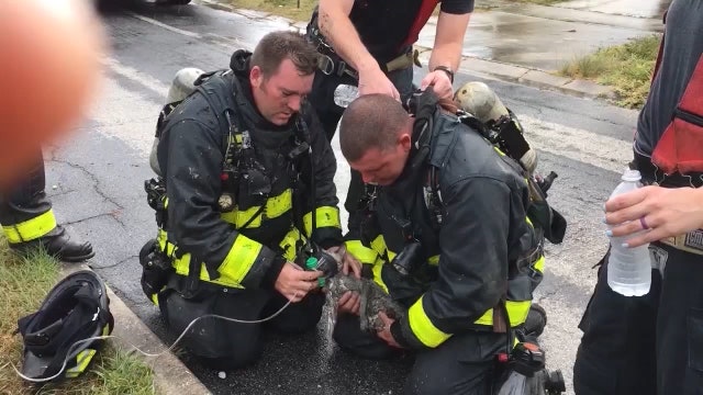 Firefighters recognized by PETA for kitten rescue using special mask