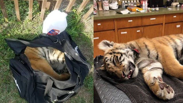 Smugglers abandon tiger cub in bag along Texas border