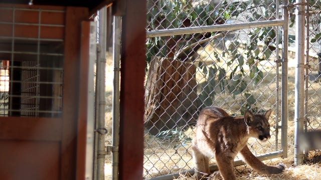 Mountain lion cub on the mend after Thomas Fire moves into new home