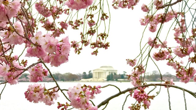 Cherry blossom peak bloom to start Thursday April 5 through the weekend, NPS says